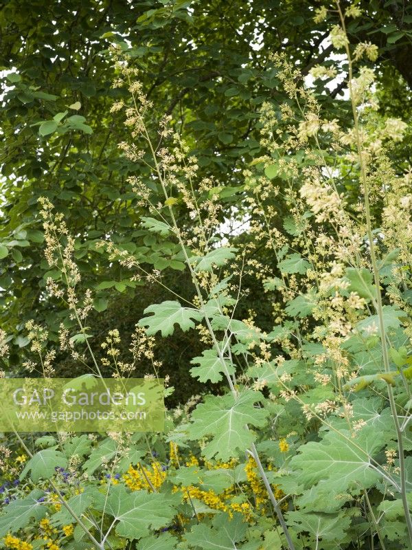 Macleaya cordata, summer August