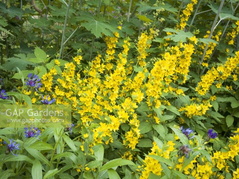 Lysimachia punctata, summer July