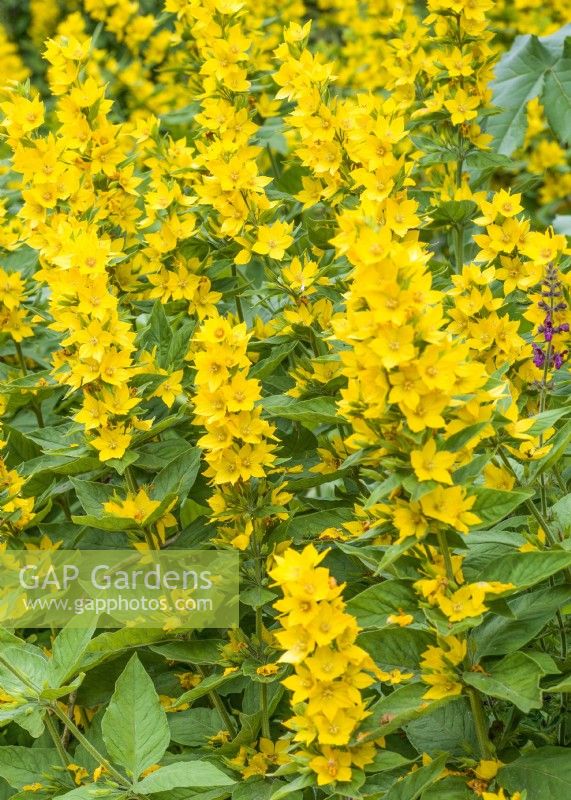 Lysimachia punctata, summer July