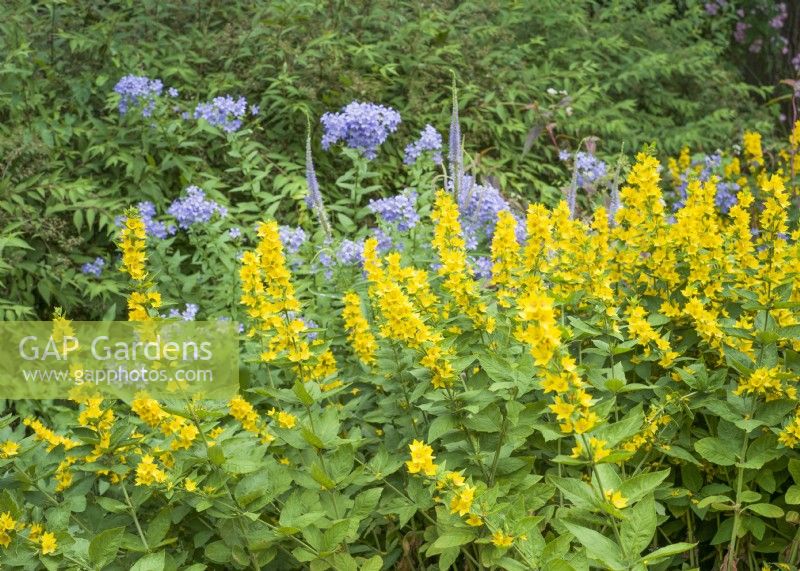 Lysimachia punctata, summer July