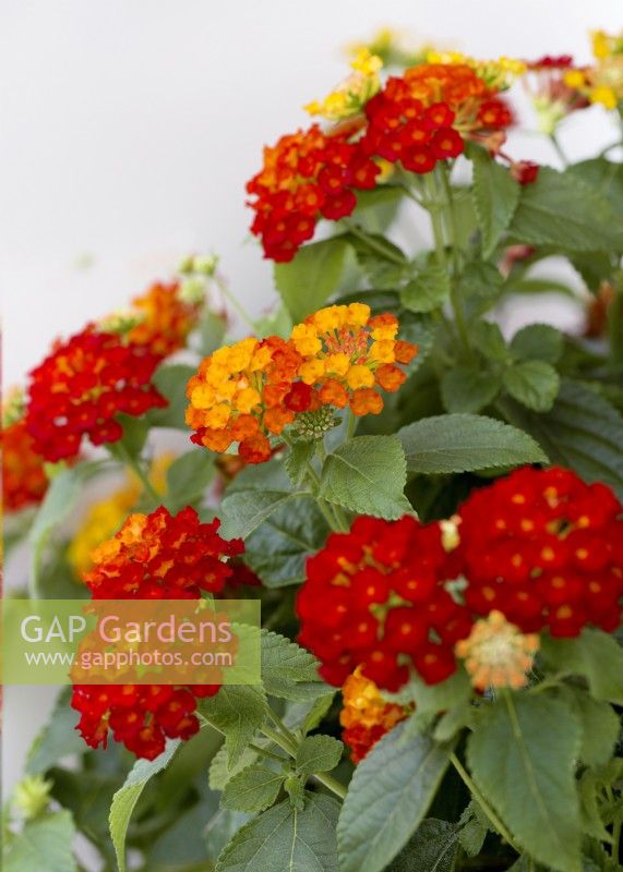 Lantana camara Hot Blooded, autumn September