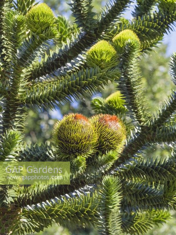 Araucaria araucana - Monkey puzzle tree with Male Cones