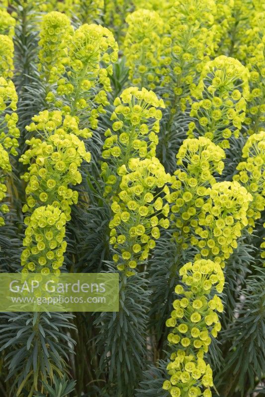 Euphorbia characias 'Wulfenii' - Mediterranean spurge