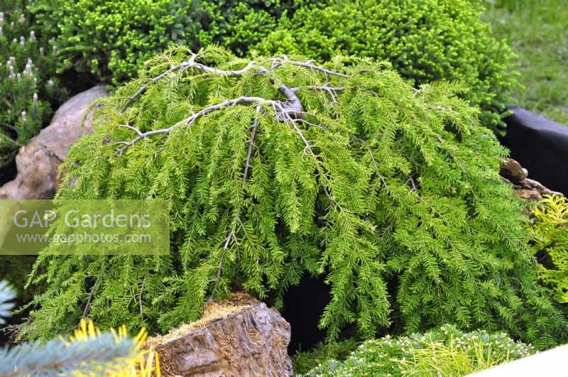 Tsuga canadensis 'Cole's Prostrate' in rock garden. May