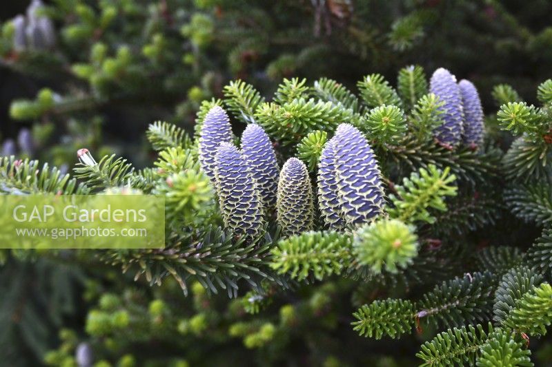 Abies koreana, young cones. May