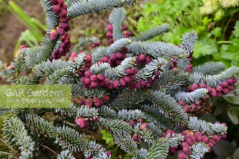 Abies procera 'Glauca Prostrata'- Noble fir with young red fruits and blue needles in spring garden. May