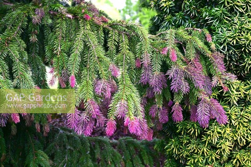 Hanging branches of Picea abies - Norway Spruce with new young red growths. May