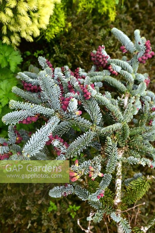 Abies procera 'Glauca Prostrata'- Noble fir with young red fruits and blue needles in spring garden. May