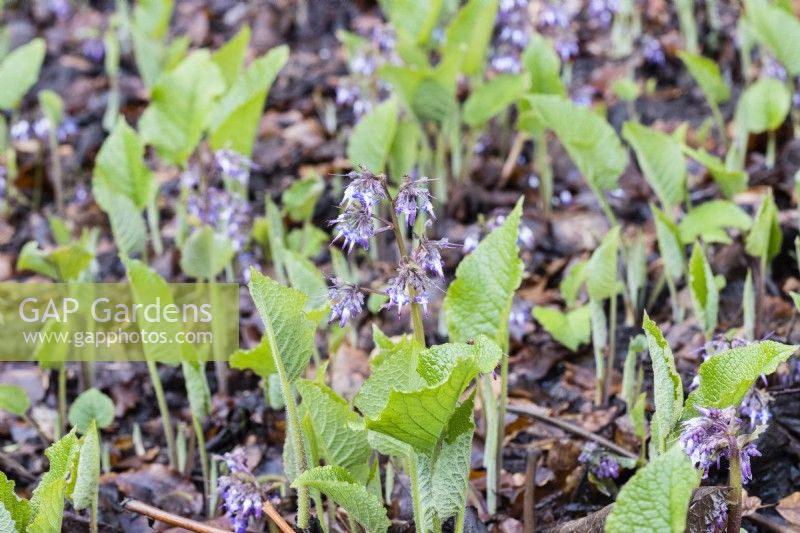 Trachystemon orientalis plants emerging though leaf litter and showing flower. February.