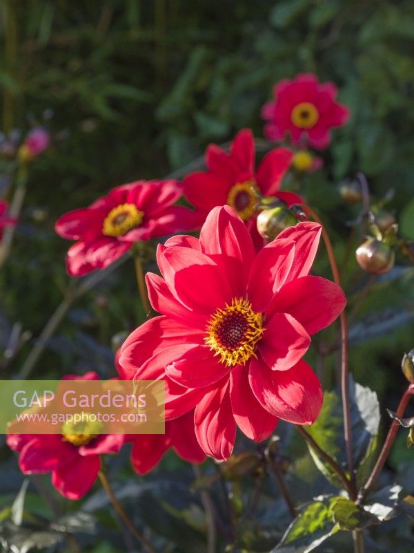 Dahlia 'Bishops Children'