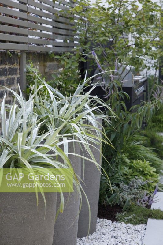 Astelia chathamica with its silver leaves have been planted in tall pots.