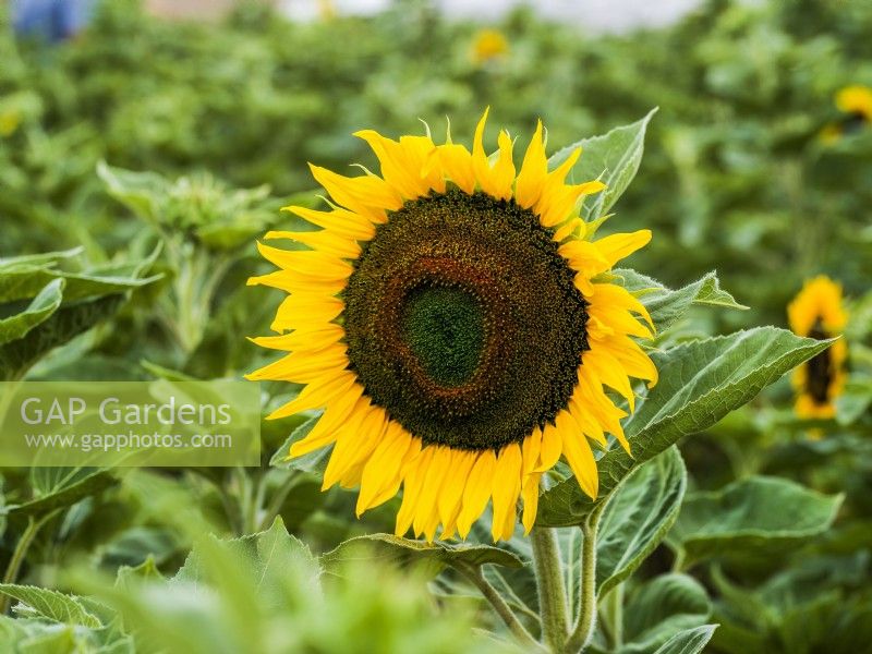 Helianthus annuus Taiyo, summer August