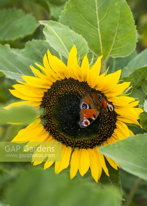 Helianthus annuus Taiyo with butterfly, summer August