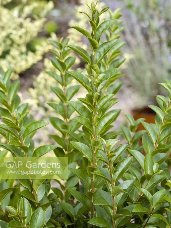 Ligustrum ovalifolium Green Diamond, summer June