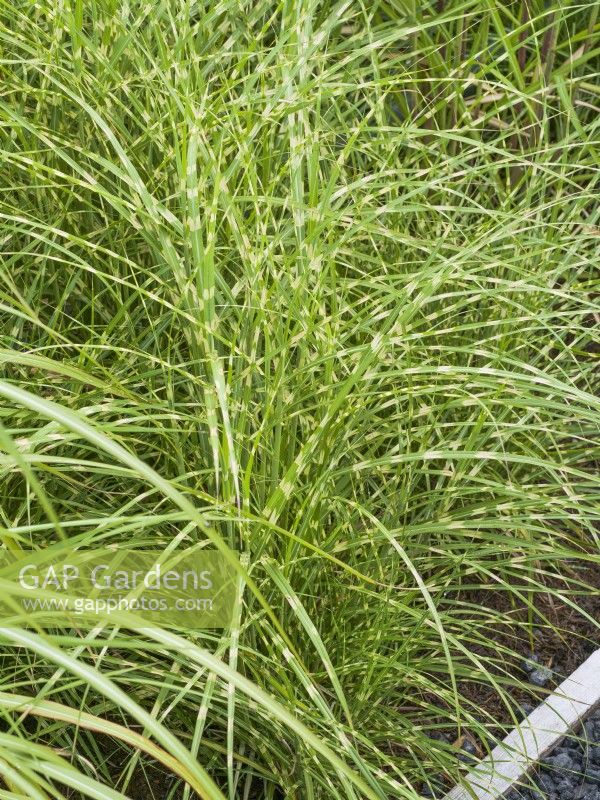 Miscanthus sinensis Zebrinus, autumn October