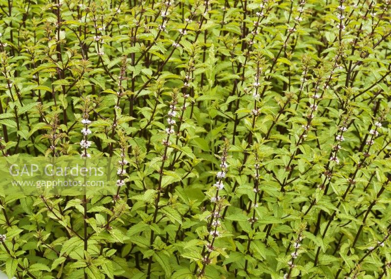 Mentha arvensis Thai, autumn September