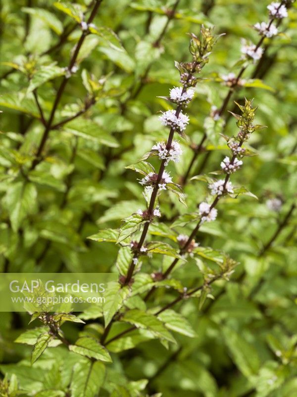 Mentha arvensis Thai, autumn September