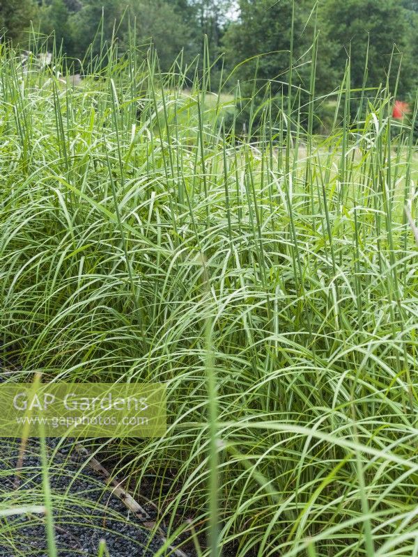 Miscanthus sinensis Malepartus, autumn September