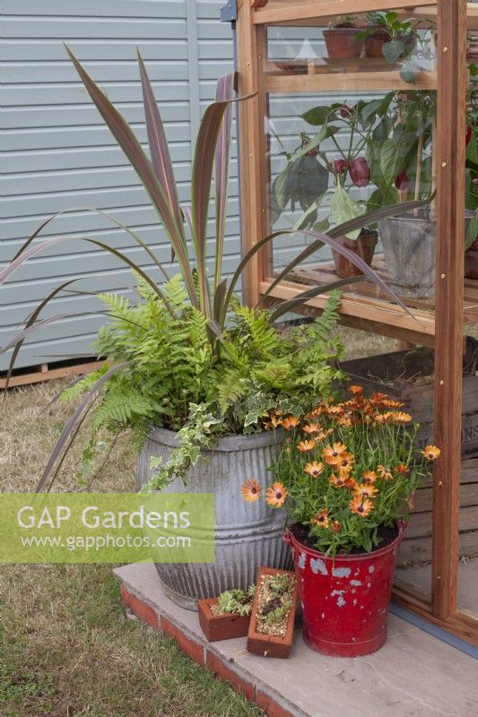 Large metal pot with foliage planting of fern, phormium and ivy. Old fire bucket planted with Osteospermum and bricks filled with gravel and sempervivum and sedum, July