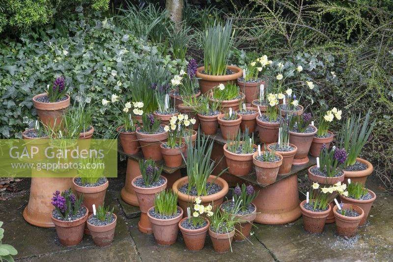 Arrangement of spring bulbs in terracotta pots on the patio at Winterbourne Botanic Gardens, February