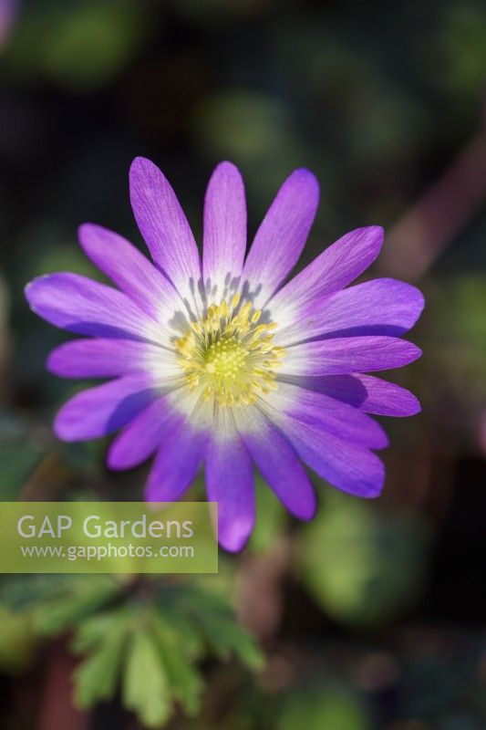 Anemone blanda 'Charmer' - winter windflower