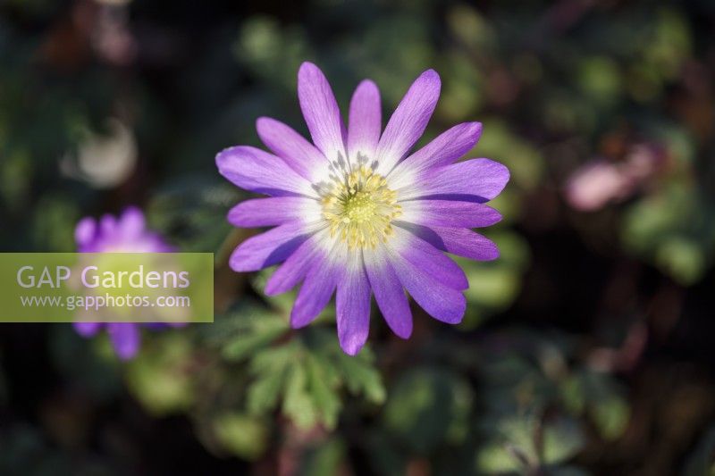 Anemone blanda 'Charmer' - winter windflower