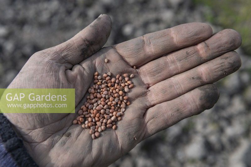 Raphanus sativus, daikon radish seeds in a muddied gardeners hand ready to be sown on an allotment. 