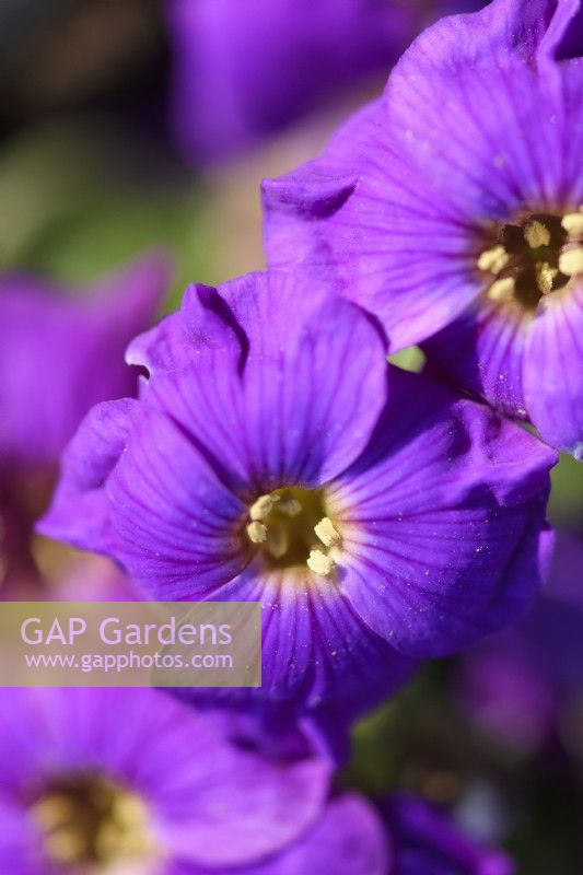 Aubrieta Axcent Deep Purple 'Audelpur' Axcent Series