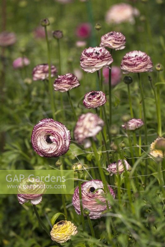 Italian Ranunculus asiaticus, Persian Buttercup 'Elegance line, Bianco Striato'