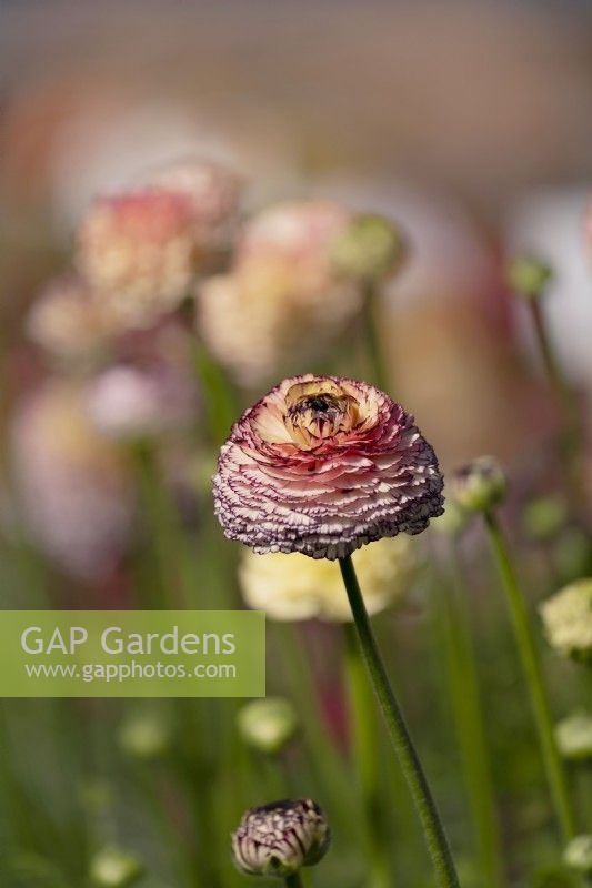 Italian Ranunculus asiaticus, Persian Buttercup 'Elegance line, Pastello Striato 66-12'
