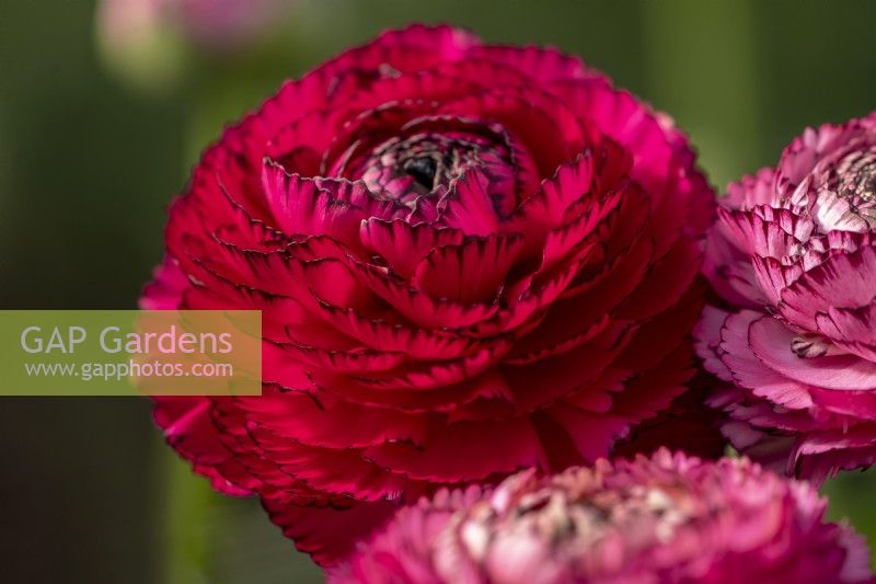 Italian Ranunculus asiaticus, Persian Buttercup 'Elegance line, Rosa Striato 115-19'