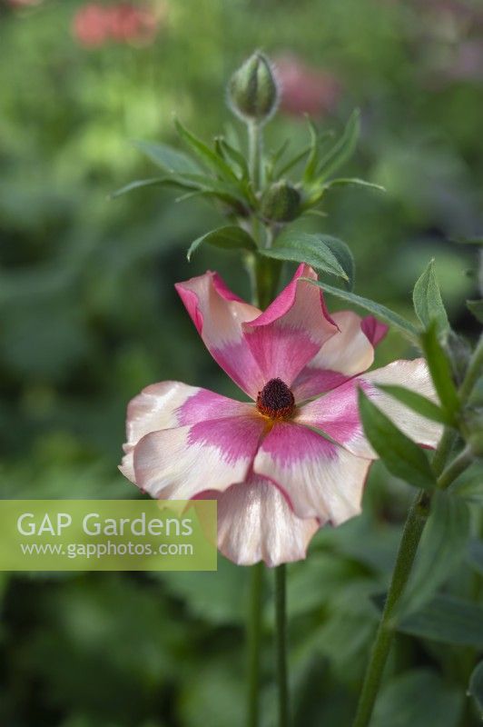 Italian Ranunculus asiaticus, Persian Buttercup 'Moderna line, Allegria', trial, a novelty hybrid