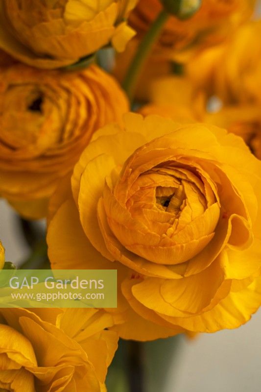 A display of Ranunculus asiaticus, Persian Buttercup 'Cloni-Success line, Sunrise' 