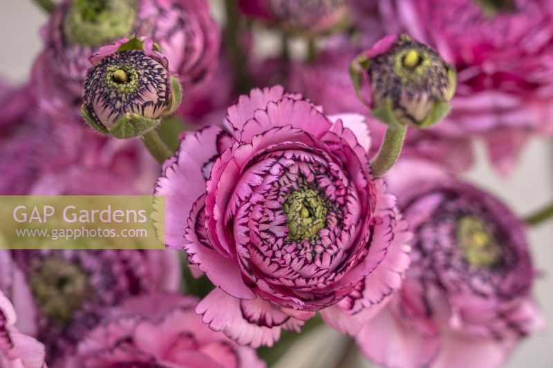 A display with Ranunculus asiaticus, Persian Buttercup 'Cloni Success line 751PC'