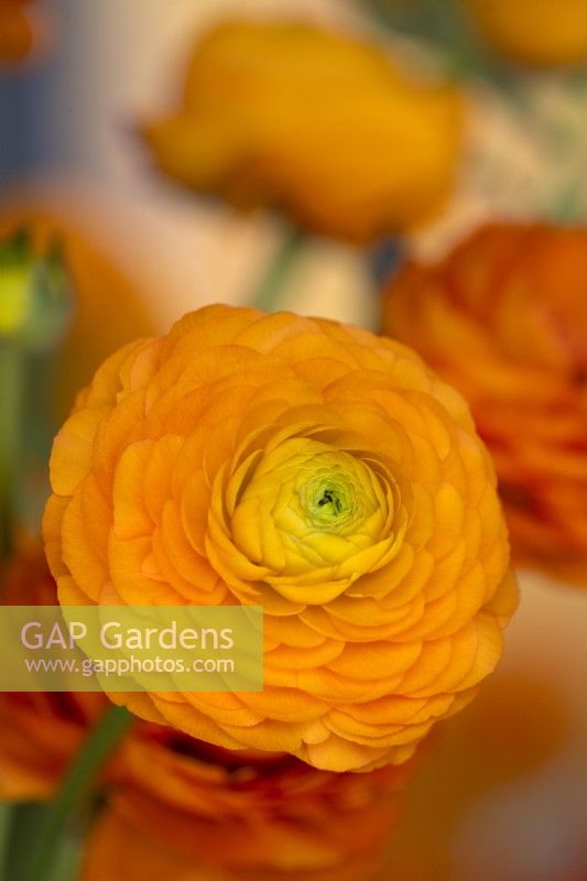 A display with Ranunculus asiaticus, Persian Buttercup 'Elegance line Clementine'

