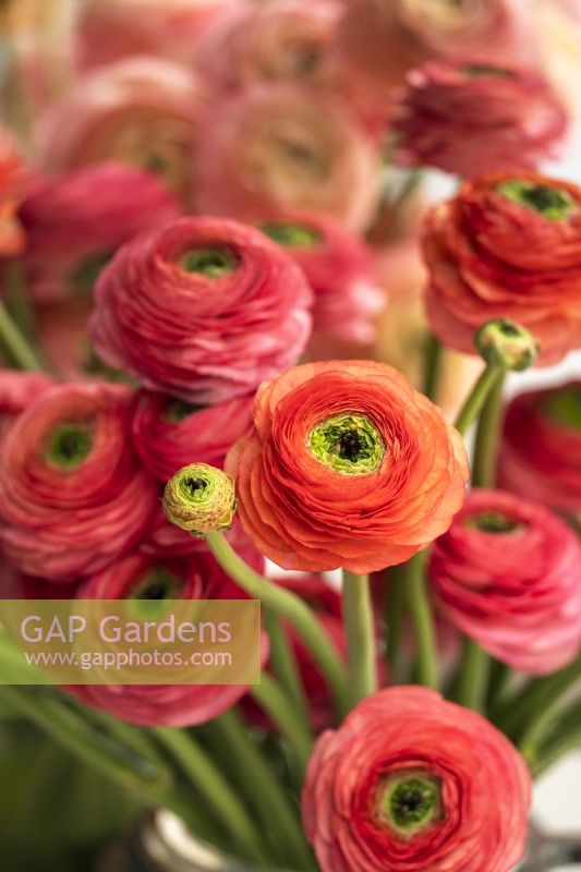 A display of Italian Ranunculus asiaticus, Persian Buttercup 'Cloni Success line, Charleston'
