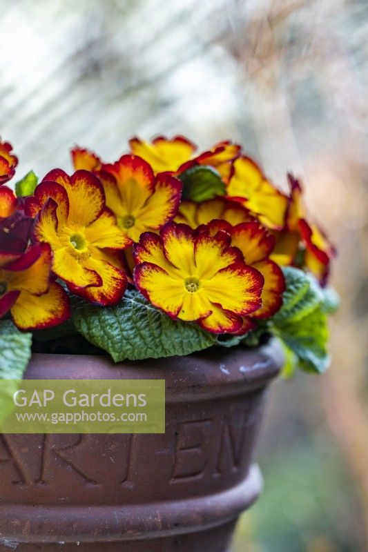 Primula 'Megan Elcora Red' in pot, April