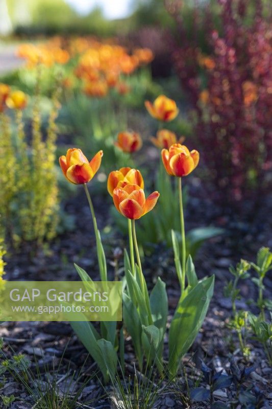 Tulipa 'Apeldoorn's Elite', May