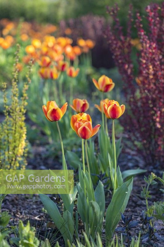 Tulipa 'Apeldoorn's Elite'', May