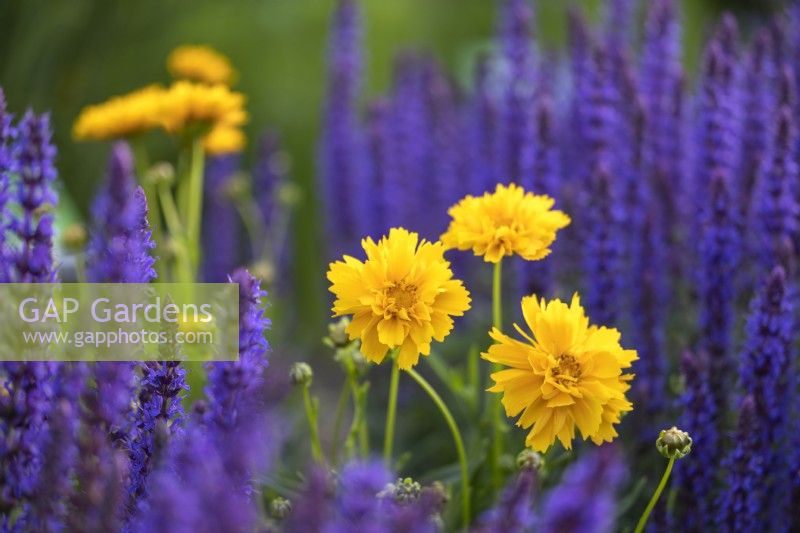 Coreopsis grandiflora 'Presto', Salvia nemorosa 'Sensation Medium Deep Blue'