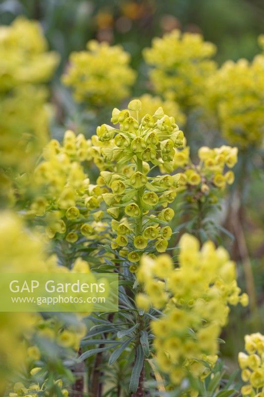 Euphorbia characias flowering in Spring - March