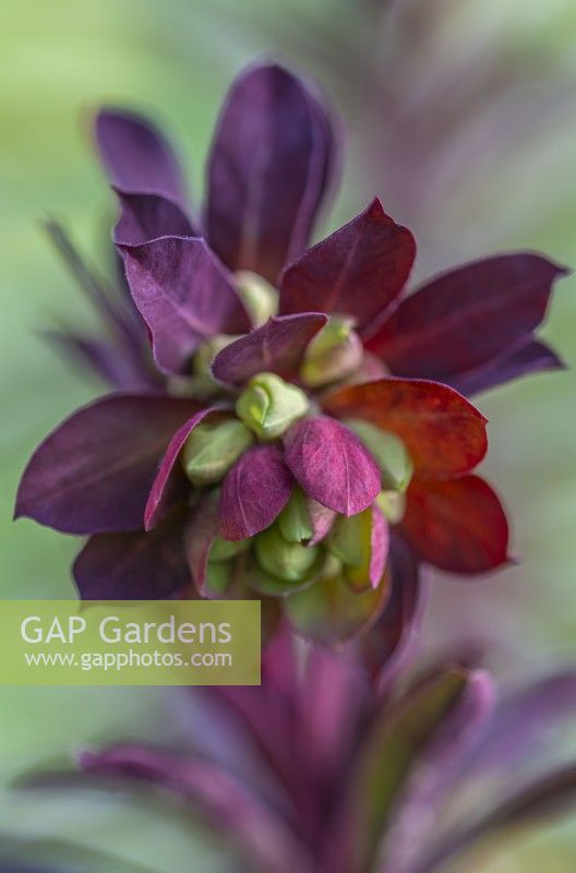 Euphorbia 'Miner's Merlot' flowering in Spring - April