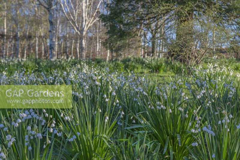 Groups of Leucojum aestivum 'Gravetye Giant' flowering in Spring - April