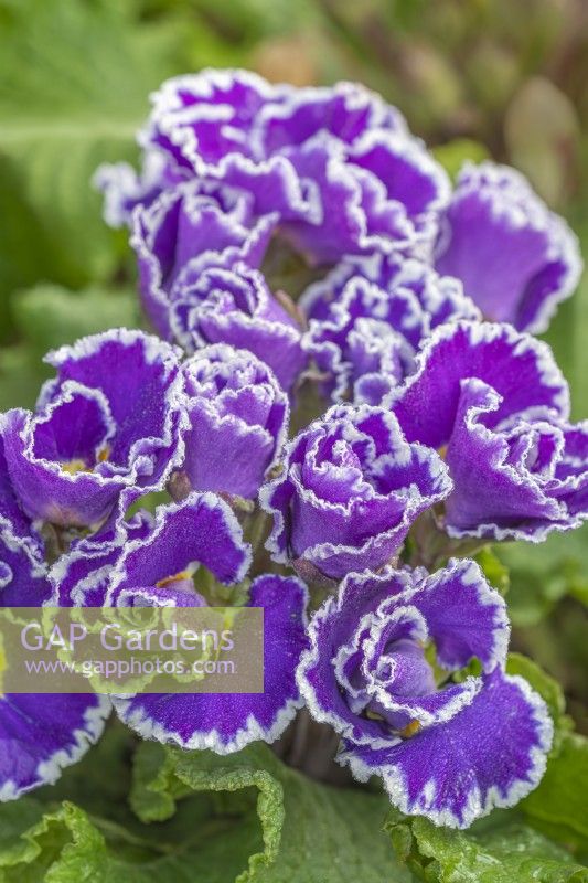 Primula 'Sirococco Blue' flowering in Spring - March