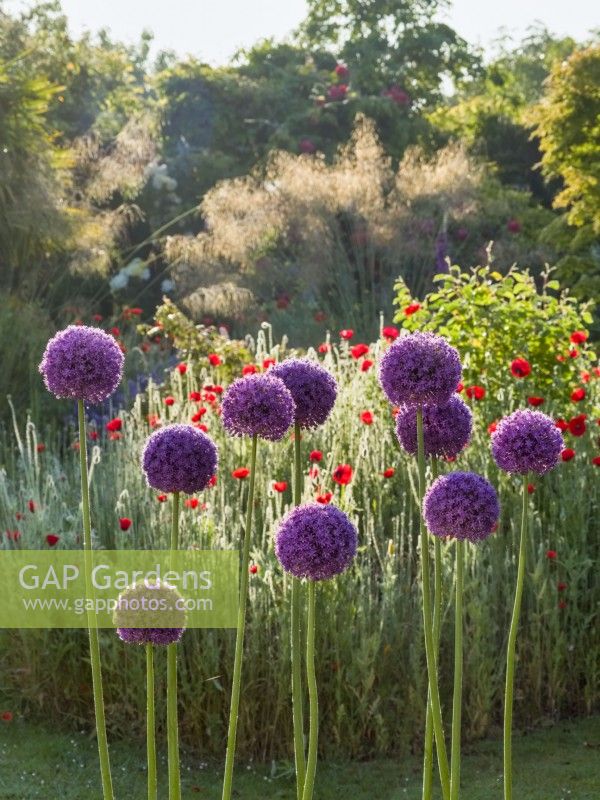 Allium giganteum in cottage garden