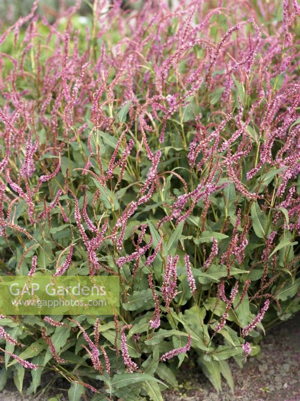 Persicaria amplexicaulis Pink Elephant, autumn September