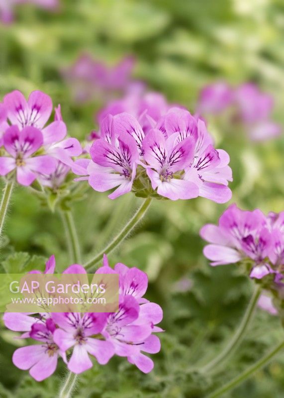 Pelargonium odoratissimum Lara Jester, summer June