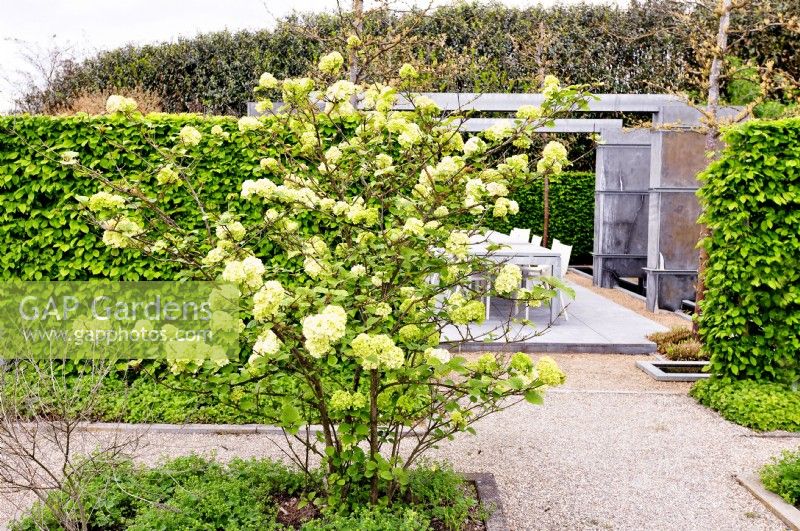 Multi-stemmed Viburnum plicatum 'Rotundifolium' with lime-green spherical  flowers in garden. May