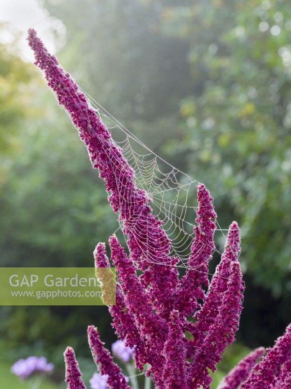 Amaranthus caudatus - love-lies-bleeding with dewy garden spider web