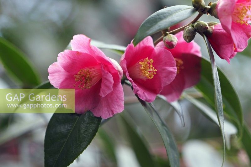 Camellia 'Cornish Spring'